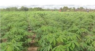 Image result for Shamba la michungwa picha
