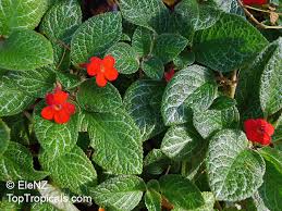 Image result for Episcia