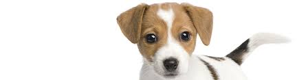 Proudly serving the shenandoah valley from our location in verona, virginia, on route 11 next to walgreen's. Home Veterinary Care Northern Virginia