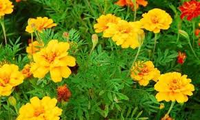 Bunga marigold memiliki warna yang cerah dan kelopak yang menarik sehingga coco digunakan untuk mempercantik hunianmu. Bunga Kenikir Hias Steemit