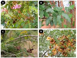 Image result for Baphia bequaertii