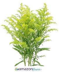 Since the color is not one that stands out 01.03.2020 · what are the best greenery and filler flowers for bouquets? Pin On Weddings Bouquets Nosegays And Corsages