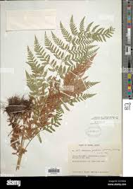 Image result for Dryopteris athamantica