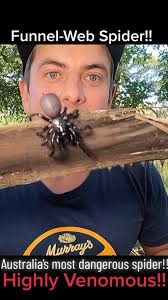 Sydney Funnel-Web Spider: A Beautiful & Dangerous Creature