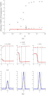 Advertising agency network, network membership, learm more about membership in amin worldwide. Spatiotemporal Model Of Cellular Mechanotransduction Via Rho And Yap Biorxiv
