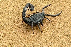 Maybe you would like to learn more about one of these? Ø±Ø¤ÙŠØ§ Ø§Ù„Ø¹Ù‚Ø±Ø¨ ÙÙŠ Ø§Ù„Ù…Ù†Ø§Ù…