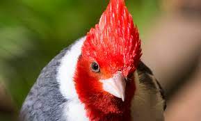 Red-crested cardinal | Smithsonian's National Zoo