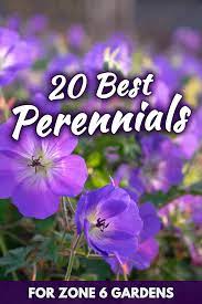While a properly designed flowerbed may consist of ornamental trees and shrubs as well, the main focus of this article is annuals and perennials for zone 6 gardens. 20 Best Perennials For Zone 6 Gardens Garden Tabs
