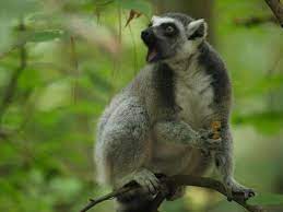 Duke Lemur Center Lemur Durham Duke