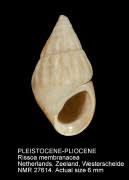 Image result for Isoglossa membranacea