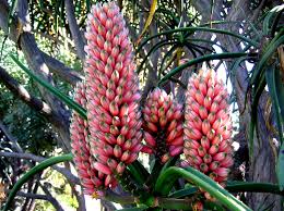 Image result for Aloe barendii
