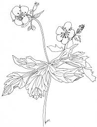 Before we get to the tutorials, let's talk a bit about different types of flowers drawing. Wildflower Of The Year 2020 Wild Geranium Geranium Maculatum Virginia Native Plant Society