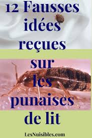 la punaise de lit tout savoir punaises de lit puce de lit traitement boutons sur le corps