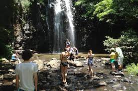 Wasser, das über einer wasserundurchlässigen schicht aus coffee rock (einem komprimierten material aus sand und organischen bestandteilen) liegt. Ganztagiger Ausflug In Cairns Mit Privatem Regenwald Und Wasserfallen 2021 Aeroglen Tiefpreisgarantie