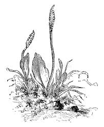 Image result for Ophioglossum vulgatum