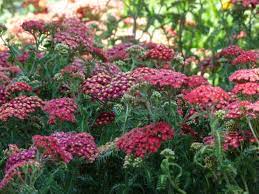 Some of the most exotic scented flowers are night bloomers! Low Water Plants For Zone 8 Plants That Tolerate Drought In Zone 8