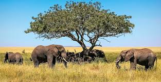 Vergelijk kenia vakanties van grote en kleine reisorganisaties. Kenia Safari Und Abenteuer Pur Reisewelt Teiser Huter Gmbh