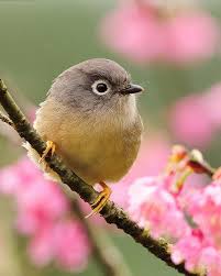 Gray Cheeked Fulvetta Among The Pink Cherry Blossoms Bird Animal Pet Birds Bird Photography Bird
