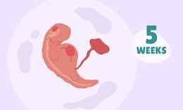 It looks like that lottery was closer to an investment vehicle with bonus prizes. 5 Weeks Pregnant Baby Development Symptoms And More