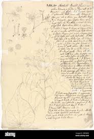 Image result for Abutilon longicuspe