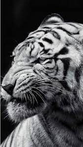 نمر ورق الجدران for android apk download