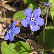 Image result for Omphalodes verna