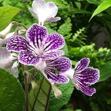 Image result for Streptocarpus
