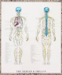 vintage the nerves organs autonomic nervous system chart