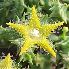 Image result for Orbea dummeri