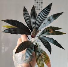 Image result for Dicoma galpinii