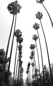 I Palm Trees I La I Blackandwhite I Road I Los Angeles I California I Photography I Summer I White I Black Hintergrundbilder Bilder Tumblr Bilder Schwarz Weiss