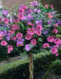 We did not find results for: Pin On Green Thumb Inspiration