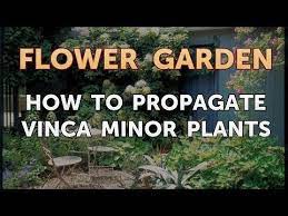 The dainty blue flowers are where can periwinkle be purchased? How To Propagate Vinca Minor Plants Youtube
