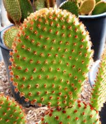 Image result for Opuntia