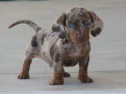 Check spelling or type a new query. Dapple Dachshund Puppy Pictures Dog Breeders Guide