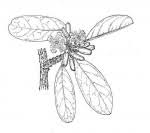 Image result for Ximenia afra