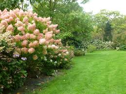 The Shamrock Hydrangea Collection Normandy Hydrangea Collection Hydrangea Landscaping Growing Hydrangeas