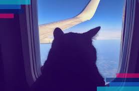 Kedi Kopek Ve Diger Evcil Hayvanlara Ucak Bileti Seyahat Rehberi Faq Esky Com Tr