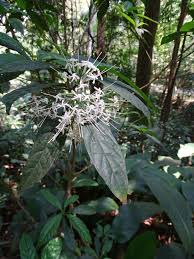 Image result for Pavetta sp. F