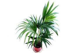 Maybe you would like to learn more about one of these? Best Large Indoor Plants For Low Light With Pictures