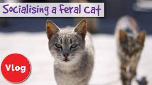 Now, there are stray cats wandering around in the game that you can tame into pets (instead of. How To Socialise A Feral Or Stray Cat Tips To Help Turn A Feral Cat To Friendly Cat Competition Youtube
