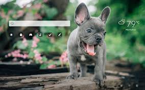 French bulldog colors come in a big variety.they are loved as companions for their loyal and intelligent disposition.contact us to adopt a french bulldog. My French Bulldog Hd Wallpapers New Tab
