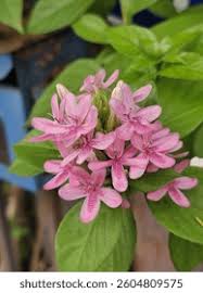 Image result for Ruspolia seticalyx