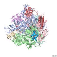 Rna polymerase i synthesizes three of the four types of rrna (called 18s, 28s the enzyme rna polymerase catalyzes the chemical reactions that synthesize rna, using the gene's dna as a. Rna Polymerase Proteopedia Life In 3d