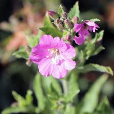 Image result for Epilobium hirsutum