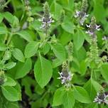 Herbal Allies: Tulsi Pastille Making