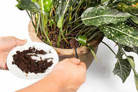 We did not find results for: Plants That Like Coffee Grounds Thriftyfun