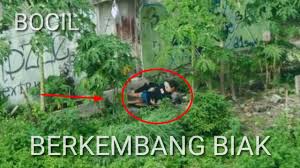 The latest tweets from @specialiscandid Bocil Berkembang Biak Dikebun Auto Mampret Youtube