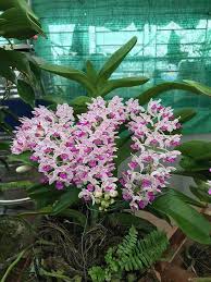 Ngọc lan bắt đầu hoạt động diễn xuất từ việc làm người mẫu ảnh cho báo mực tím. Cach ChÄm Lan Ngá»c Ä'iá»m Sau Táº¿t