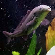The Rare Freshwater Dolphin Fish Your Guide To Everything Animal